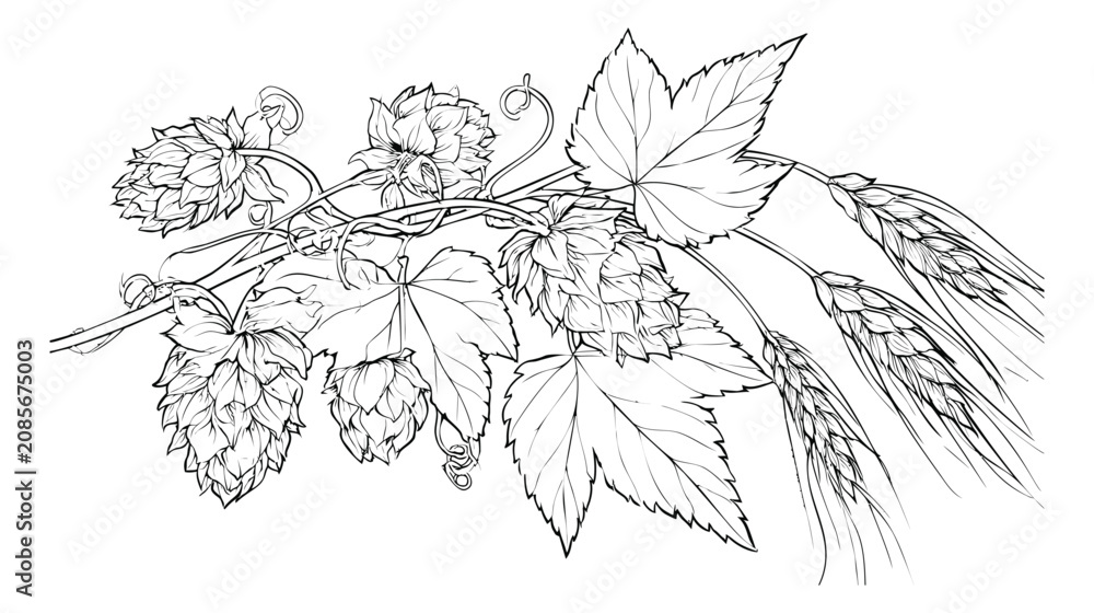 Obraz premium Outline illustration of hops and wheat branch depicting botanical brewing ingredients for craft beer design