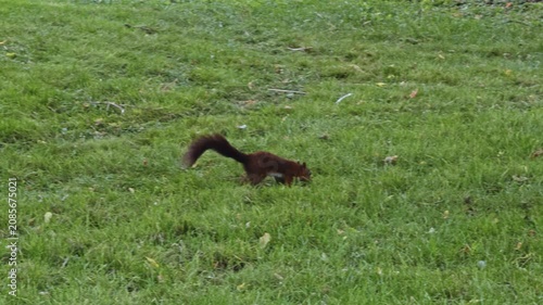 Squirrel foraging in grassy park