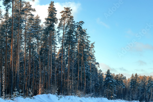 Amazing winter landscape with snow and blue sky. Sunny day