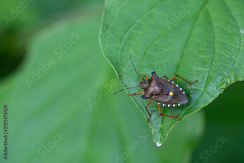 Foto imago of red-legged shieldbug or forest bug (Pentatoma rufipes), found in Bavari