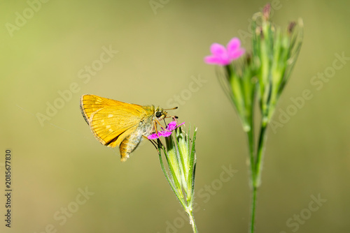 Foto large skipper (Ochlodes sylvanus) feeding on a pink blossom, found in Bavarian