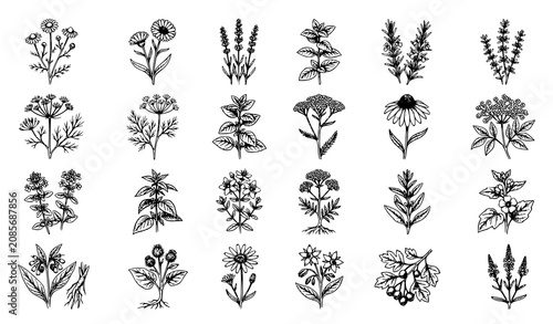 Canvas Print Vintage medicinal herbs botanical sketch collection with hand drawn flowers and