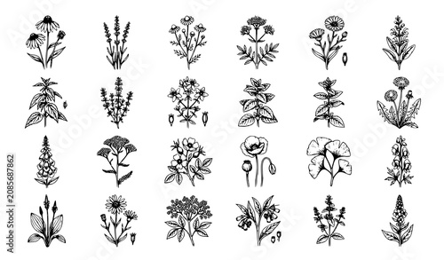 Photos Premium vintage botanical herb and flower vector illustration set with engraved