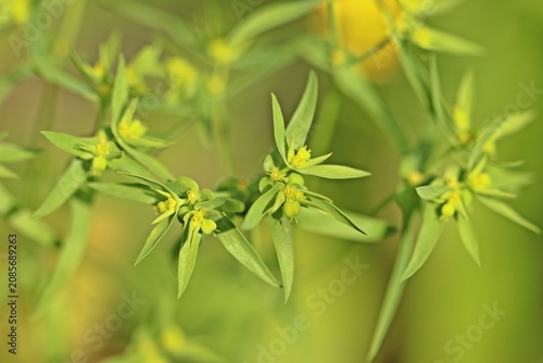 Bild auf Leinwand Kleine Wolfsmilch (Euphorbia exigua)