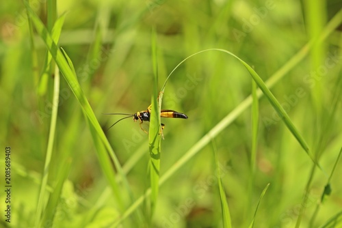 Foto Männliche  Gelbe Schlupfwespe (Amblyteles armatorius)