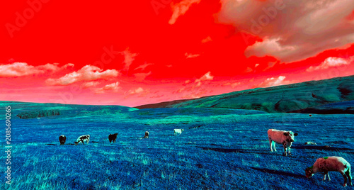 Cows are dotted across a field beneath a striking red tinted sky, giving the scene an almost otherworldly feel. The surreal colors create a breathtaking landscape over Malham Moors in Malham, UK