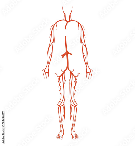 Tableau sur toile Anatomical vector illustration of the human circulatory system mapping the compl