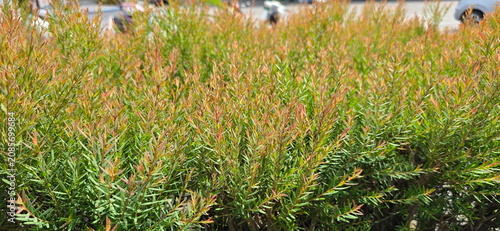 Foto Claret Tops Honey Myrtle, or Aromatic Pine, is characterized by its reddish-orange young leaves at the top, and when crushed, releases a fragrance similar to eucalyptus or mint
