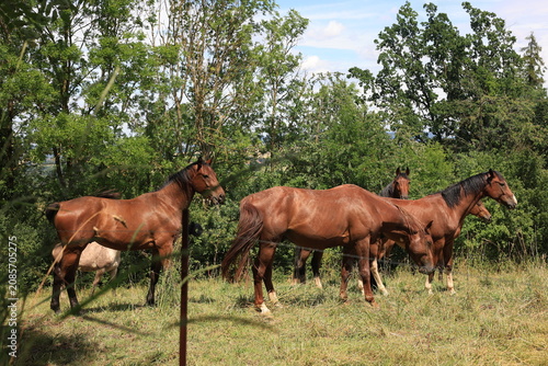 Horses graze in open paddocks in the vicinity of Friedland. Horse farms. 