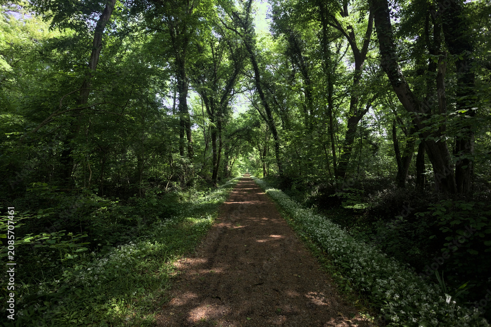 Obraz premium Park in the countryside