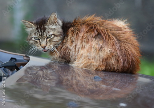 Konstfotografi A light brown shaggy green-eyed street cat lies on the hood of a car