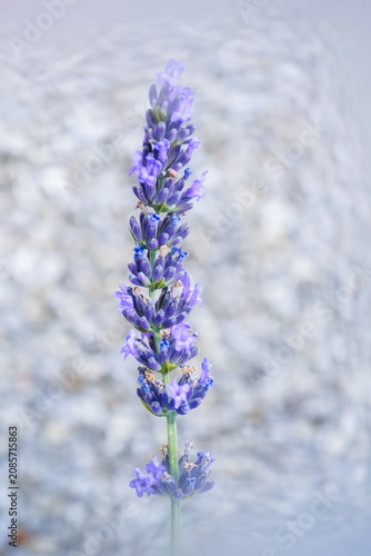 Close-up of a Lavender (Lavandula) with a soft, blurred background
