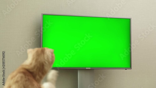 Red Scottish fold cat sitting in front of TV set with green screen rear view. Pet looking on chroma key display and scratching itself with hind paw. Advertising for cats and kittens goods