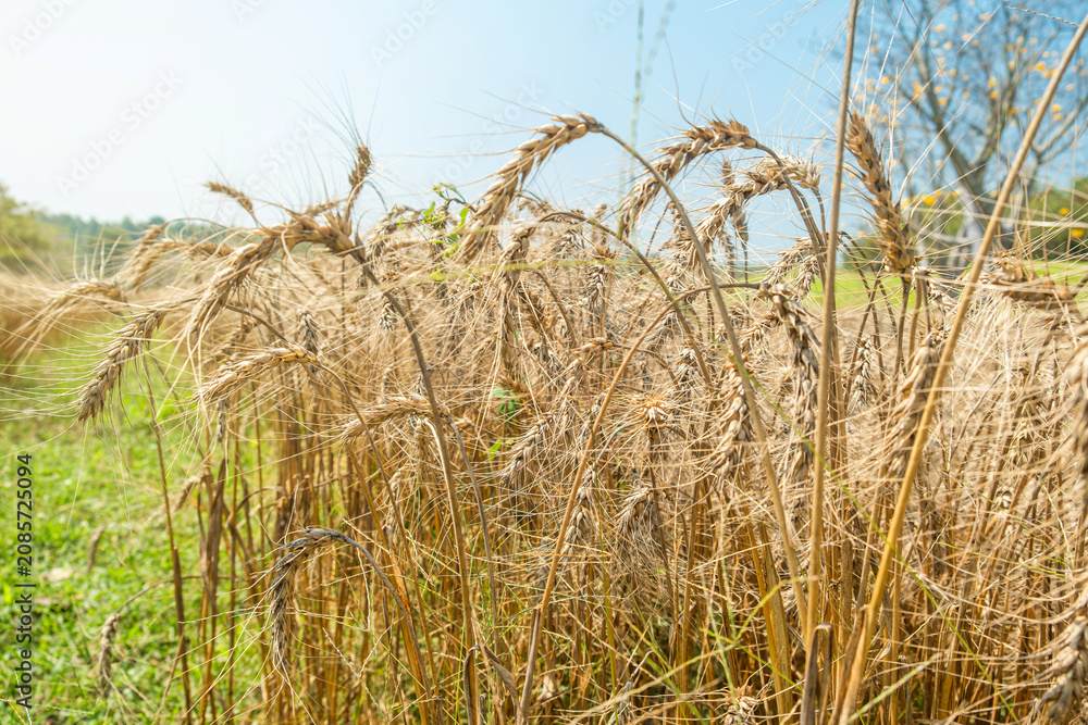 Fototapeta premium Close up of ripe golden wheat ears ready for harvest in rural agricultural field near Chiang Mai, Thailand. Natural farming landscape. Sustainable agriculture, food production and seasonal harvest
