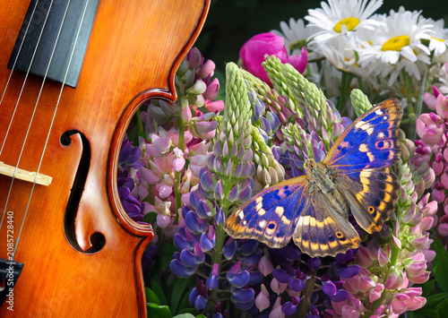 A violin against a backdrop of summer flowers: lupines, daisies, and a colorf...