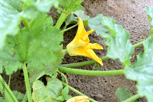 Fotografie A large yellow flower bloomed on the branches of a zucchini bush