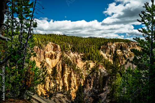 Grand Canyon of the Yellowstone Through Framing Pine Trees