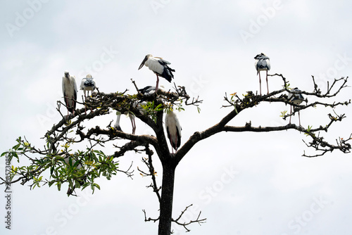 Schilderij op canvas Asian Openbill storks parches on a tree