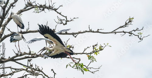 Schilderij op canvas Asian Openbill storks parches on a tree