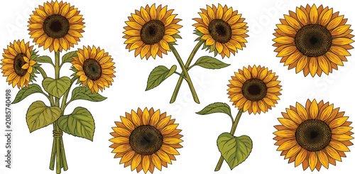 Canvastavla Vintage sunflower bouquet botanical vector illustration set with yellow blossoms green leaves stems isolated