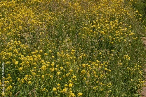 Barbarea vulgaris (lat. Barbarea vulgaris) is blooming in the meadow. Inflorescence Barbarea vulgaris.