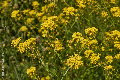 Barbarea vulgaris (lat. Barbarea vulgaris) is blooming in the meadow. Inflorescence Barbarea vulgaris.