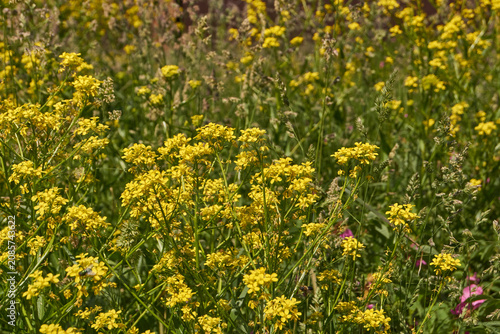 Barbarea vulgaris (lat. Barbarea vulgaris) is blooming in the meadow. Inflorescence Barbarea vulgaris.