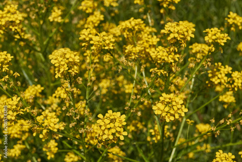 Barbarea vulgaris (lat. Barbarea vulgaris) is blooming in the meadow. Inflorescence Barbarea vulgaris.