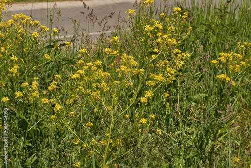 Barbarea vulgaris (lat. Barbarea vulgaris) is blooming in the meadow. Inflorescence Barbarea vulgaris.