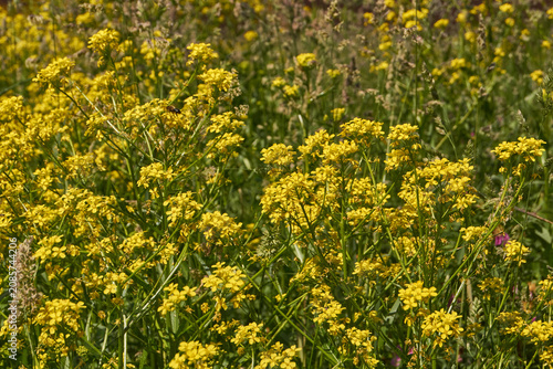 Barbarea vulgaris (lat. Barbarea vulgaris) is blooming in the meadow. Inflorescence Barbarea vulgaris.