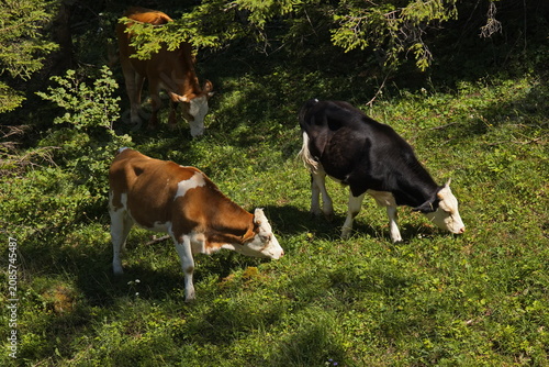 Cuadro en lienzo Cattle on a pasture on Muckenkogel near Lilienfeld, Lower Austria, Austria, Euro