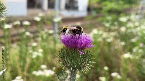 Bumblebees on a milk thistle flower close up. Bombus lucorum gathering nectar, pollinating insects in a summer garden
