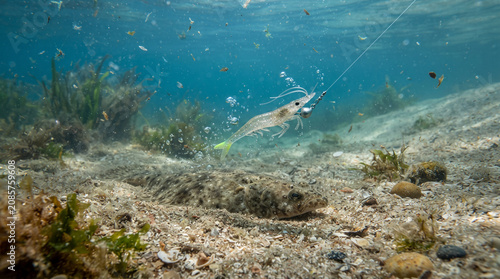 Underwater Camouflaged Flathead Fish Lurking Beneath a Shrimp Fishing Lure in Clear Ocean Water