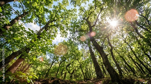 Sunlight filtering through trees.