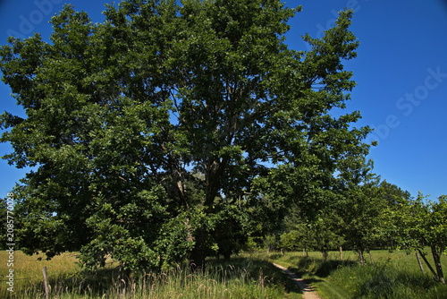 Giant oak tree at the village Lutova at Chlum u Trebone, South Bohemian Region, Czech Republic, Europe
