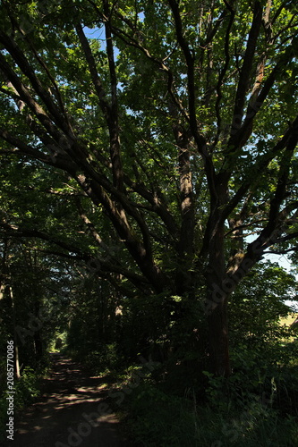 Giant oak tree at the village Lutova at Chlum u Trebone, South Bohemian Region, Czech Republic, Europe
