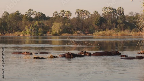 hippos and sunrise  on the Zambezi River, Zambia, Africa