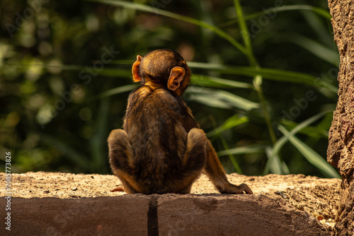 Photography Baby monkey sat alone