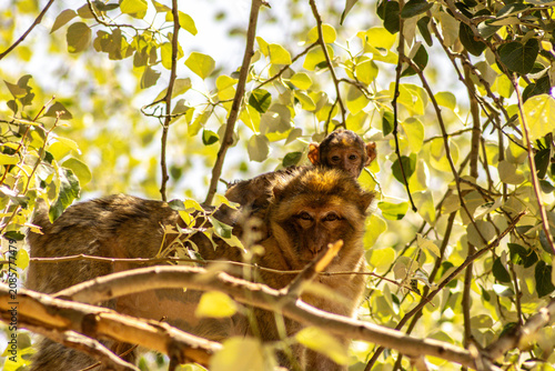 Photography Monkey family