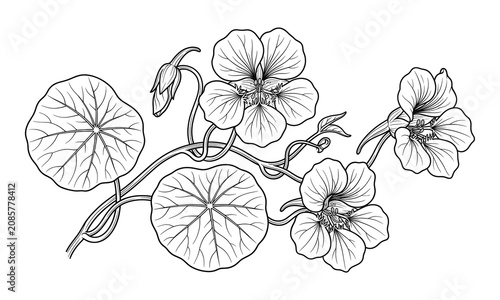 Black and white botanical line art illustration of elegant nasturtium flowers, blooming leaves, and delicate stems for floral graphic designs.