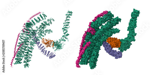 Tableau sur toile Clathrin with bound beta2 appendage of AP2 (brown)