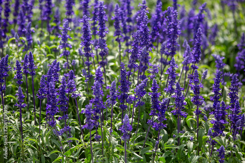 Quadro su tela Campo de flores de sálvia azul cultivadas em fileiras densas sob luz natural