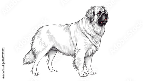 Leonberger Dog in bold line art on white background