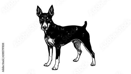 Manchester Terrier dog in bold line art on white background