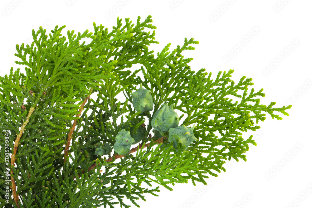 Fototapeta premium Green thuja branch isolated on white background.