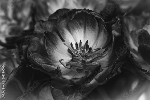 Tulipan w zbliżeniu na rozmytym tle – wiosenny kwiat, makrofotografia natury. Makrofotografia idealna do projektów związanych z naturą, ogrodnictwem, romantyzmem, Wielkanocą i Dniem Matki.