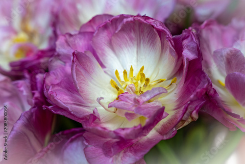 Tulipan w zbliżeniu na rozmytym tle – wiosenny kwiat, makrofotografia natury. Makrofotografia idealna do projektów związanych z naturą, ogrodnictwem, romantyzmem, Wielkanocą i Dniem Matki.