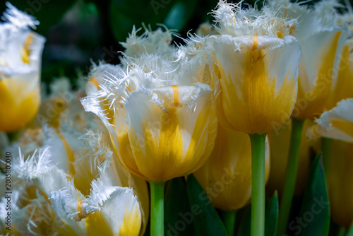 Tulipan w zbliżeniu na rozmytym tle – wiosenny kwiat, makrofotografia natury. Makrofotografia idealna do projektów związanych z naturą, ogrodnictwem, romantyzmem, Wielkanocą i Dniem Matki.