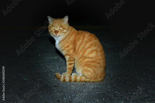 Obraz na plátně Orange tabby cat sitting quietly on dark asphalt pavement at night