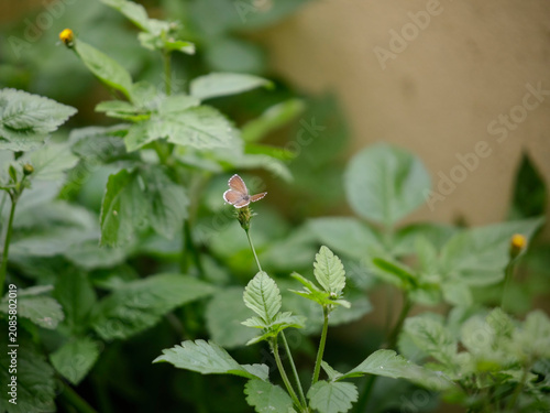Tiny summer butterfly